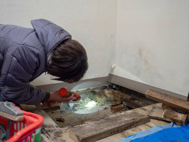 Trusted Jamul, CA Mold Removal Experts